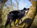 Border_Collie_Mischling_Maggy_Tricolor_Hund_senior_Marburg_Lahn_HemlepFotografie (1)