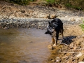 Border_Collie_Mischling_Maggy_Tricolor_Hund_senior_Marburg_Lahn_HemlepFotografie (3)