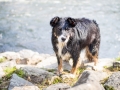 Border_Collie_Mischling_Maggy_Tricolor_Hund_senior_Marburg_Lahn_HemlepFotografie (5)