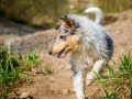 Langhaarcollie_Rough_Collie_Welpe_bluemerle_Gaia_Baby_Tierbaby_Hund_Puppy_Marburg_Lahn_HemlepFotografie (11)