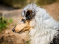 Langhaarcollie_Rough_Collie_Welpe_bluemerle_Gaia_Baby_Tierbaby_Hund_Puppy_Marburg_Lahn_HemlepFotografie (13)