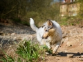 Langhaarcollie_Rough_Collie_Welpe_bluemerle_Gaia_Baby_Tierbaby_Hund_Puppy_Marburg_Lahn_HemlepFotografie (15)