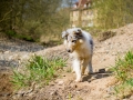 Langhaarcollie_Rough_Collie_Welpe_bluemerle_Gaia_Baby_Tierbaby_Hund_Puppy_Marburg_Lahn_HemlepFotografie (21)