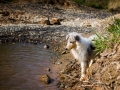 Langhaarcollie_Rough_Collie_Welpe_bluemerle_Gaia_Baby_Tierbaby_Hund_Puppy_Marburg_Lahn_HemlepFotografie (23)