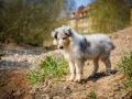 Langhaarcollie_Rough_Collie_Welpe_bluemerle_Gaia_Baby_Tierbaby_Hund_Puppy_Marburg_Lahn_HemlepFotografie (25)