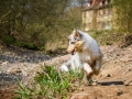 Langhaarcollie_Rough_Collie_Welpe_bluemerle_Gaia_Baby_Tierbaby_Hund_Puppy_Marburg_Lahn_HemlepFotografie (31)