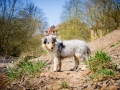 Langhaarcollie_Rough_Collie_Welpe_bluemerle_Gaia_Baby_Tierbaby_Hund_Puppy_Marburg_Lahn_HemlepFotografie (35)