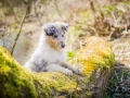 Langhaarcollie_Rough_Collie_Welpe_bluemerle_Gaia_Baby_Tierbaby_Hund_Puppy_Marburg_Lahn_HemlepFotografie (39)