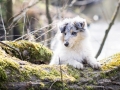 Langhaarcollie_Rough_Collie_Welpe_bluemerle_Gaia_Baby_Tierbaby_Hund_Puppy_Marburg_Lahn_HemlepFotografie (47)