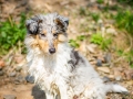 Langhaarcollie_Rough_Collie_Welpe_bluemerle_Gaia_Baby_Tierbaby_Hund_Puppy_Marburg_Lahn_HemlepFotografie (5)