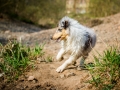 Langhaarcollie_Rough_Collie_Welpe_bluemerle_Gaia_Baby_Tierbaby_Hund_Puppy_Marburg_Lahn_HemlepFotografie (9)