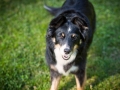 Border_Collie_Mischling_Maggy_tricolor_Senior_Lahnwiese_Marburg_wiese_Lahn_Schnappschuss_Hund_Bild (1)