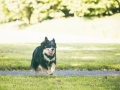 Border_Collie_Mischling_Maggy_tricolor_Senior_Lahnwiese_Marburg_wiese_Lahn_Schnappschuss_Hund_Bild (11)