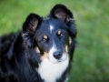 Border_Collie_Mischling_Maggy_tricolor_Senior_Lahnwiese_Marburg_wiese_Lahn_Schnappschuss_Hund_Bild (4)
