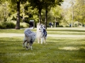 Gaia_Lahngaarcollie_Rough_Collie_bluemerle_Welpe_Lahnwiese_Marburg_wiese_Lahn_Schnappschuss_Hund_Bild (1)