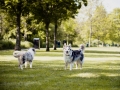 Gaia_Lahngaarcollie_Rough_Collie_bluemerle_Welpe_Lahnwiese_Marburg_wiese_Lahn_Schnappschuss_Hund_Bild (5)