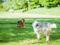 Gaia_Lahngaarcollie_Rough_Collie_bluemerle_Welpe_Lahnwiese_Marburg_wiese_Lahn_Schnappschuss_Hund_Bild (7)