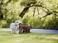 Gaia_Lahngaarcollie_Rough_Collie_bluemerle_Welpe_Lahnwiese_Marburg_wiese_Lahn_Schnappschuss_Hund_Bild (9)