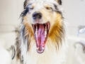 Badetag_Gaia_Langhaarcollie_Rough_Collie_bluemerle_Badewanne_baden_Hund (1)