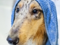 Badetag_Gaia_Langhaarcollie_Rough_Collie_bluemerle_Badewanne_baden_Hund (13)