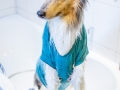 Badetag_Gaia_Langhaarcollie_Rough_Collie_bluemerle_Badewanne_baden_Hund (15)