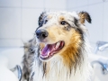 Badetag_Gaia_Langhaarcollie_Rough_Collie_bluemerle_Badewanne_baden_Hund (3)