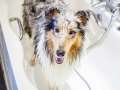 Badetag_Gaia_Langhaarcollie_Rough_Collie_bluemerle_Badewanne_baden_Hund (7)