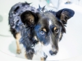 Badetag_Maggy_Border_Collie_Mischling_tricolor_Badewanne_baden_Hund (1)