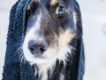 Badetag_Maggy_Border_Collie_Mischling_tricolor_Badewanne_baden_Hund (3)