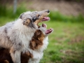 Maggy_Gaia_Jeannie_Nele_Langhaarcollie_Rough_Border_Collie_Mischling_Australian_shepherd_Aussie_tricolor_bluemerle_redtri_w (11)