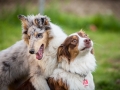 Maggy_Gaia_Jeannie_Nele_Langhaarcollie_Rough_Border_Collie_Mischling_Australian_shepherd_Aussie_tricolor_bluemerle_redtri_w (12)