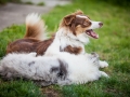 Maggy_Gaia_Jeannie_Nele_Langhaarcollie_Rough_Border_Collie_Mischling_Australian_shepherd_Aussie_tricolor_bluemerle_redtri_w (13)