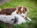 Maggy_Gaia_Jeannie_Nele_Langhaarcollie_Rough_Border_Collie_Mischling_Australian_shepherd_Aussie_tricolor_bluemerle_redtri_w (14)