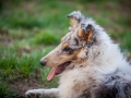 Maggy_Gaia_Jeannie_Nele_Langhaarcollie_Rough_Border_Collie_Mischling_Australian_shepherd_Aussie_tricolor_bluemerle_redtri_w (15)