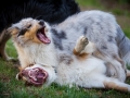 Maggy_Gaia_Jeannie_Nele_Langhaarcollie_Rough_Border_Collie_Mischling_Australian_shepherd_Aussie_tricolor_bluemerle_redtri_w (16)