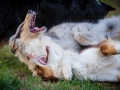 Maggy_Gaia_Jeannie_Nele_Langhaarcollie_Rough_Border_Collie_Mischling_Australian_shepherd_Aussie_tricolor_bluemerle_redtri_w (17)