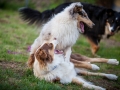 Maggy_Gaia_Jeannie_Nele_Langhaarcollie_Rough_Border_Collie_Mischling_Australian_shepherd_Aussie_tricolor_bluemerle_redtri_w (19)