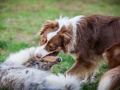 Maggy_Gaia_Jeannie_Nele_Langhaarcollie_Rough_Border_Collie_Mischling_Australian_shepherd_Aussie_tricolor_bluemerle_redtri_w (2)