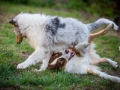 Maggy_Gaia_Jeannie_Nele_Langhaarcollie_Rough_Border_Collie_Mischling_Australian_shepherd_Aussie_tricolor_bluemerle_redtri_w (20)