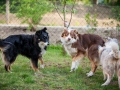 Maggy_Gaia_Jeannie_Nele_Langhaarcollie_Rough_Border_Collie_Mischling_Australian_shepherd_Aussie_tricolor_bluemerle_redtri_w (24)