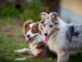 Maggy_Gaia_Jeannie_Nele_Langhaarcollie_Rough_Border_Collie_Mischling_Australian_shepherd_Aussie_tricolor_bluemerle_redtri_w (25)