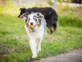 Maggy_Gaia_Jeannie_Nele_Langhaarcollie_Rough_Border_Collie_Mischling_Australian_shepherd_Aussie_tricolor_bluemerle_redtri_w (26)