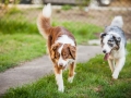 Maggy_Gaia_Jeannie_Nele_Langhaarcollie_Rough_Border_Collie_Mischling_Australian_shepherd_Aussie_tricolor_bluemerle_redtri_w (27)