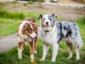 Maggy_Gaia_Jeannie_Nele_Langhaarcollie_Rough_Border_Collie_Mischling_Australian_shepherd_Aussie_tricolor_bluemerle_redtri_w (28)