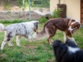 Maggy_Gaia_Jeannie_Nele_Langhaarcollie_Rough_Border_Collie_Mischling_Australian_shepherd_Aussie_tricolor_bluemerle_redtri_w (3)