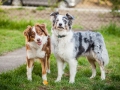 Maggy_Gaia_Jeannie_Nele_Langhaarcollie_Rough_Border_Collie_Mischling_Australian_shepherd_Aussie_tricolor_bluemerle_redtri_w (30)
