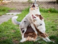 Maggy_Gaia_Jeannie_Nele_Langhaarcollie_Rough_Border_Collie_Mischling_Australian_shepherd_Aussie_tricolor_bluemerle_redtri_w (8)