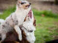 Maggy_Gaia_Jeannie_Nele_Langhaarcollie_Rough_Border_Collie_Mischling_Australian_shepherd_Aussie_tricolor_bluemerle_redtri_w (9)
