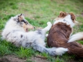 Maggy_Gaia_Jeannie_Nele_Langhaarcollie_Rough_Border_Collie_Mischling_Australian_shepherd_Aussie_tricolor_bluemerle_redtri_w