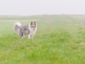 Hund_Langhaarcollie_Collie_Gaia_Blue_merle_Marburg_Giessen_Hundefotografie_Fotografie_Tierfotografie (12)